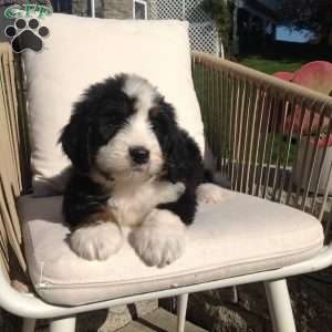 Molly, Bernedoodle Puppy